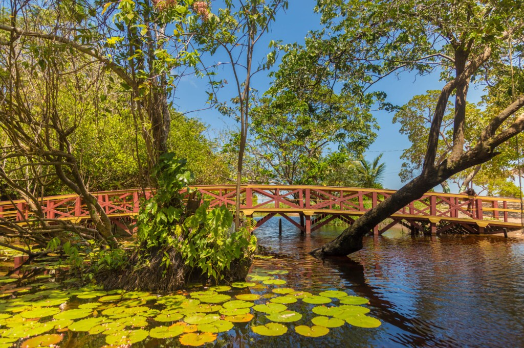 Ponte de madeira sobre o rio com vitórias-régias e vegetação tropical na Ilha de Marajó